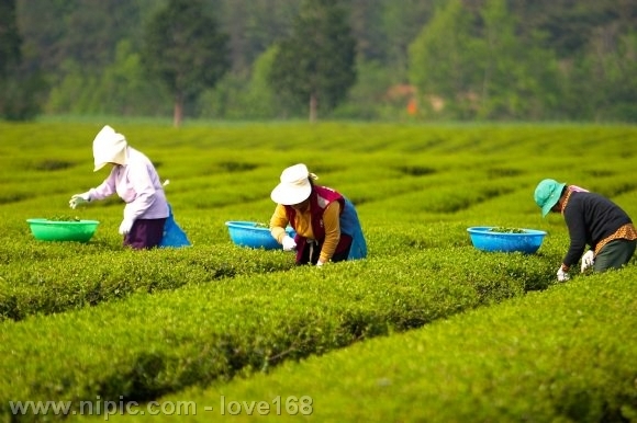 茶与人类的健康